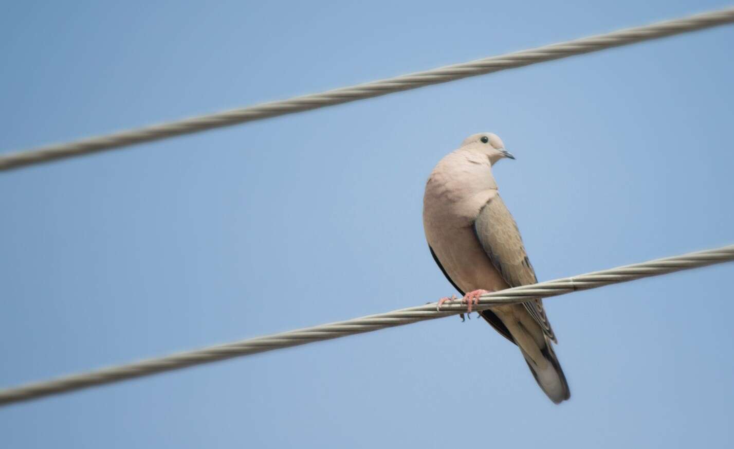 Image of Eared Dove
