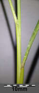 Image of Helictochloa pratensis (L.) Romero Zarco