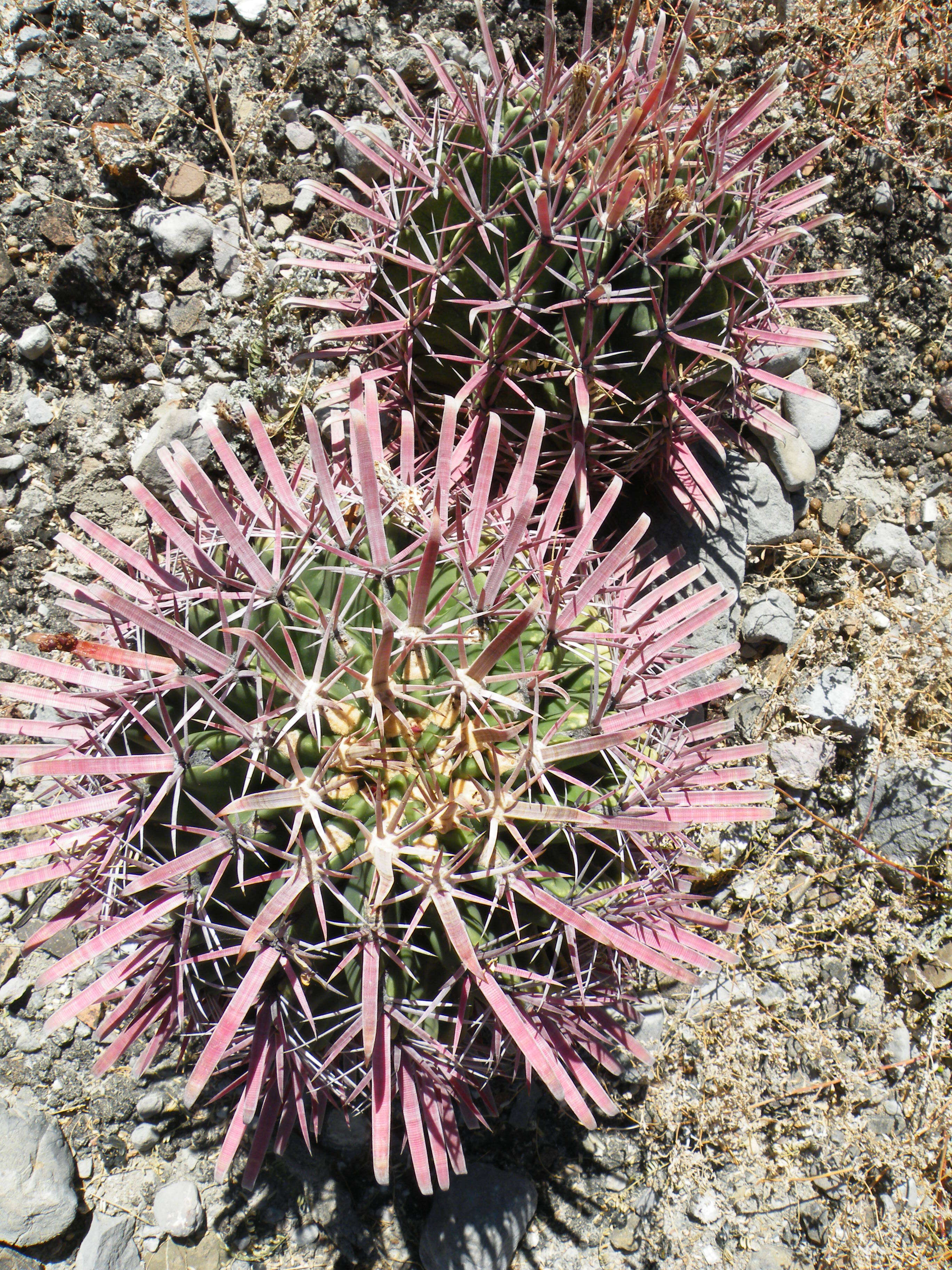 Image of Ferocactus latispinus (Haw.) Britton & Rose