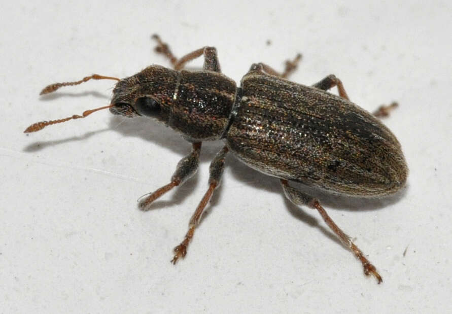 Image of Pea Leaf Weevil