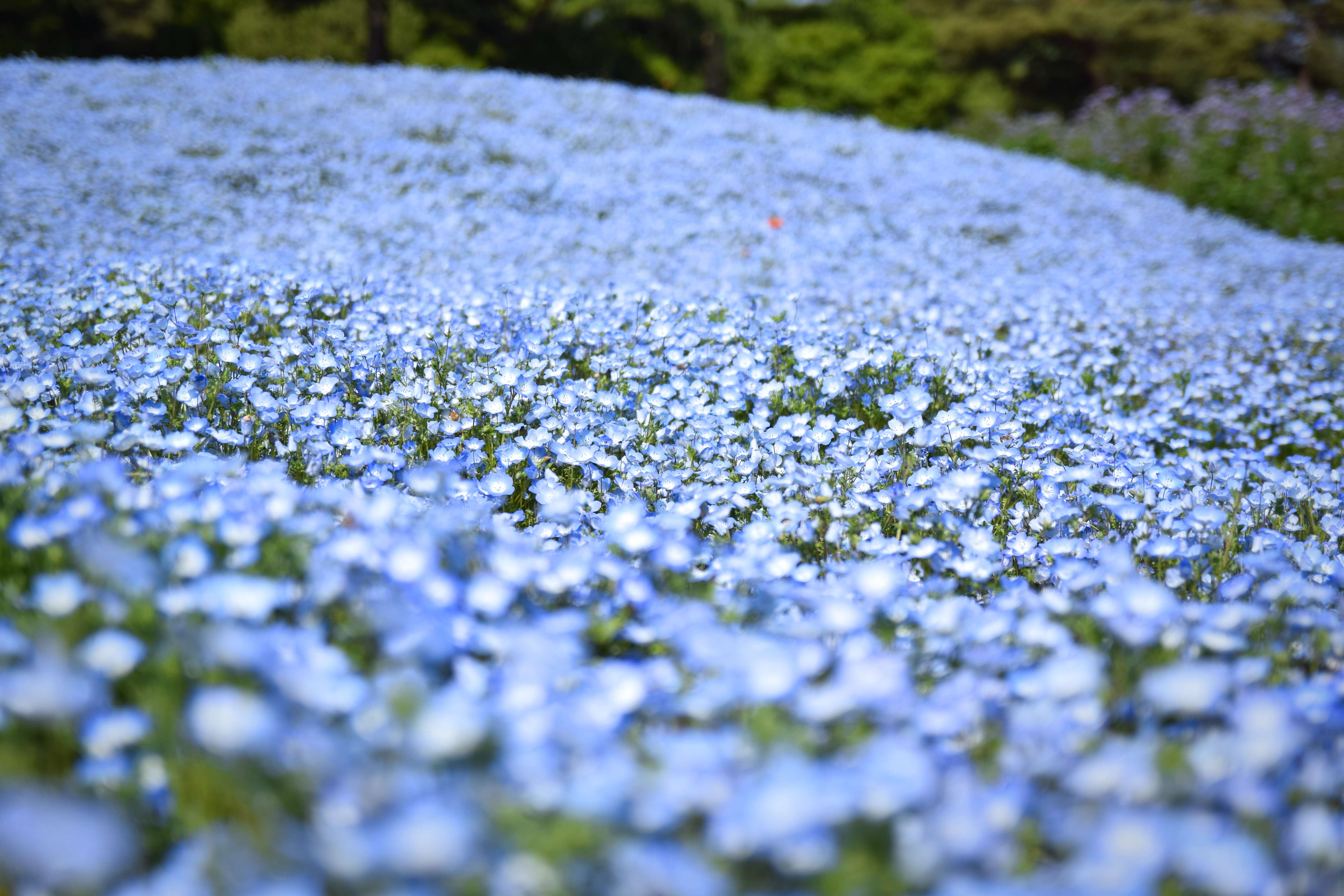 Image of baby blue eyes