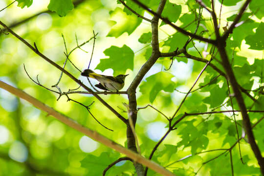 Image of American Redstart