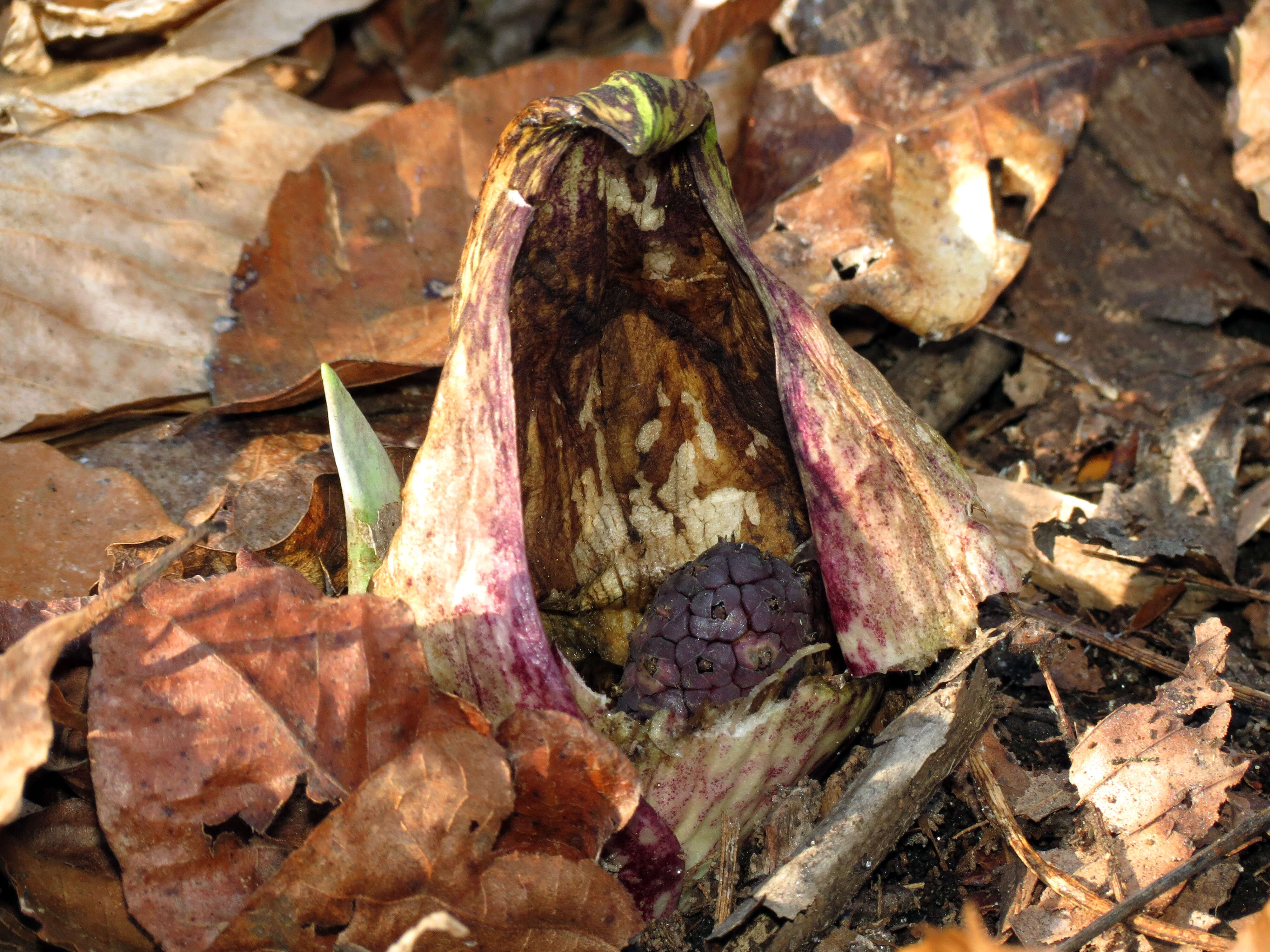 Image of Clumpfoot Cabbage