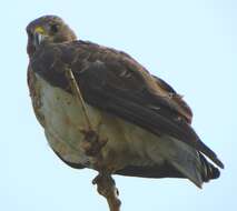 Image of Swainson's Hawk