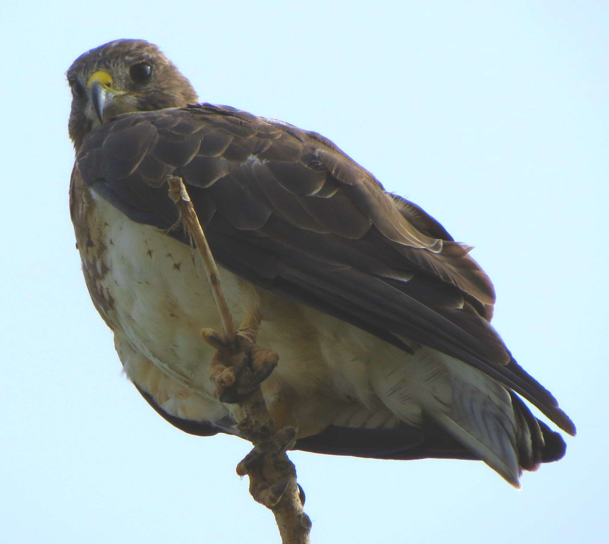 Image of Swainson's Hawk