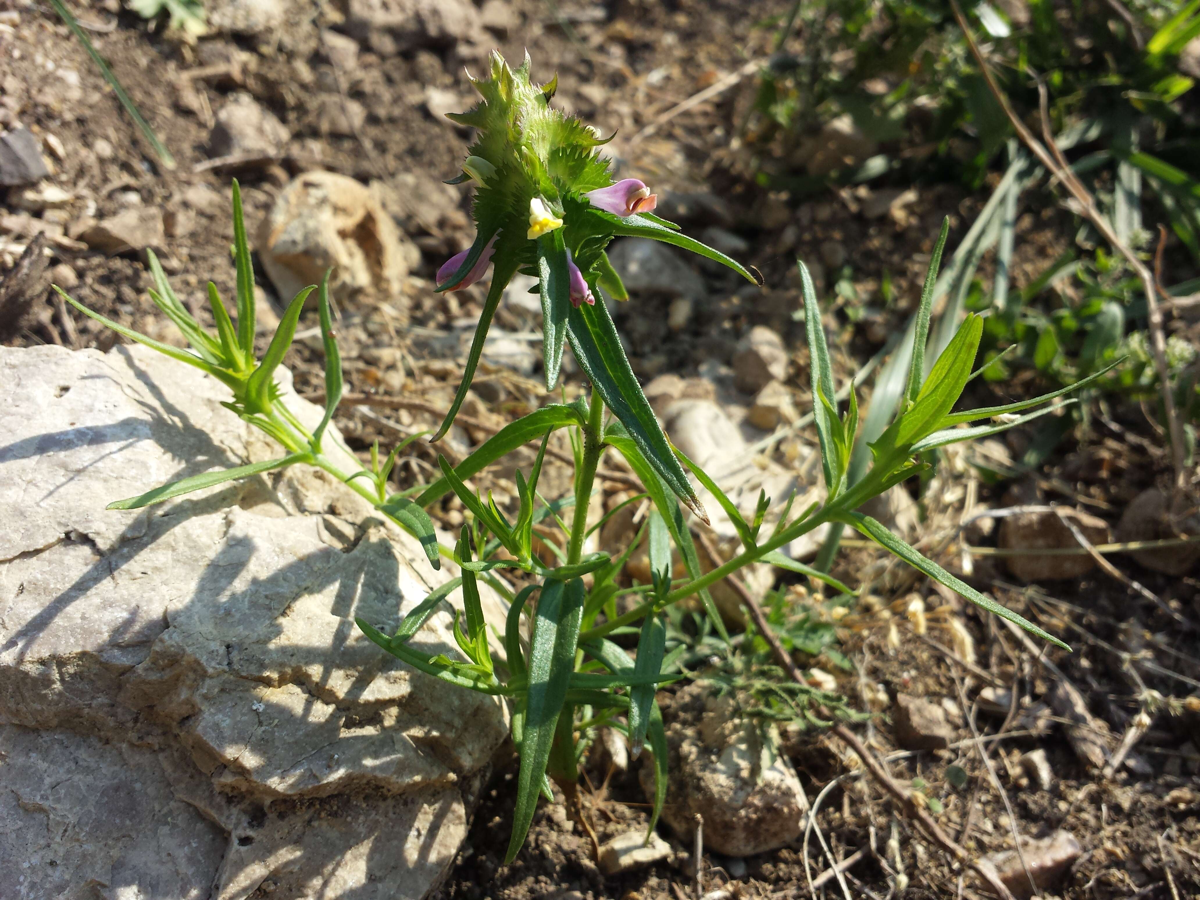 Image of Crested Cow-wheat