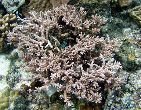 Image of Staghorn coral