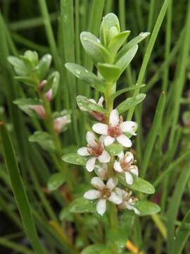 Image of black saltwort