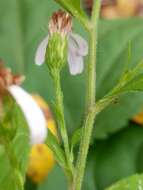 Image of Drummond's aster