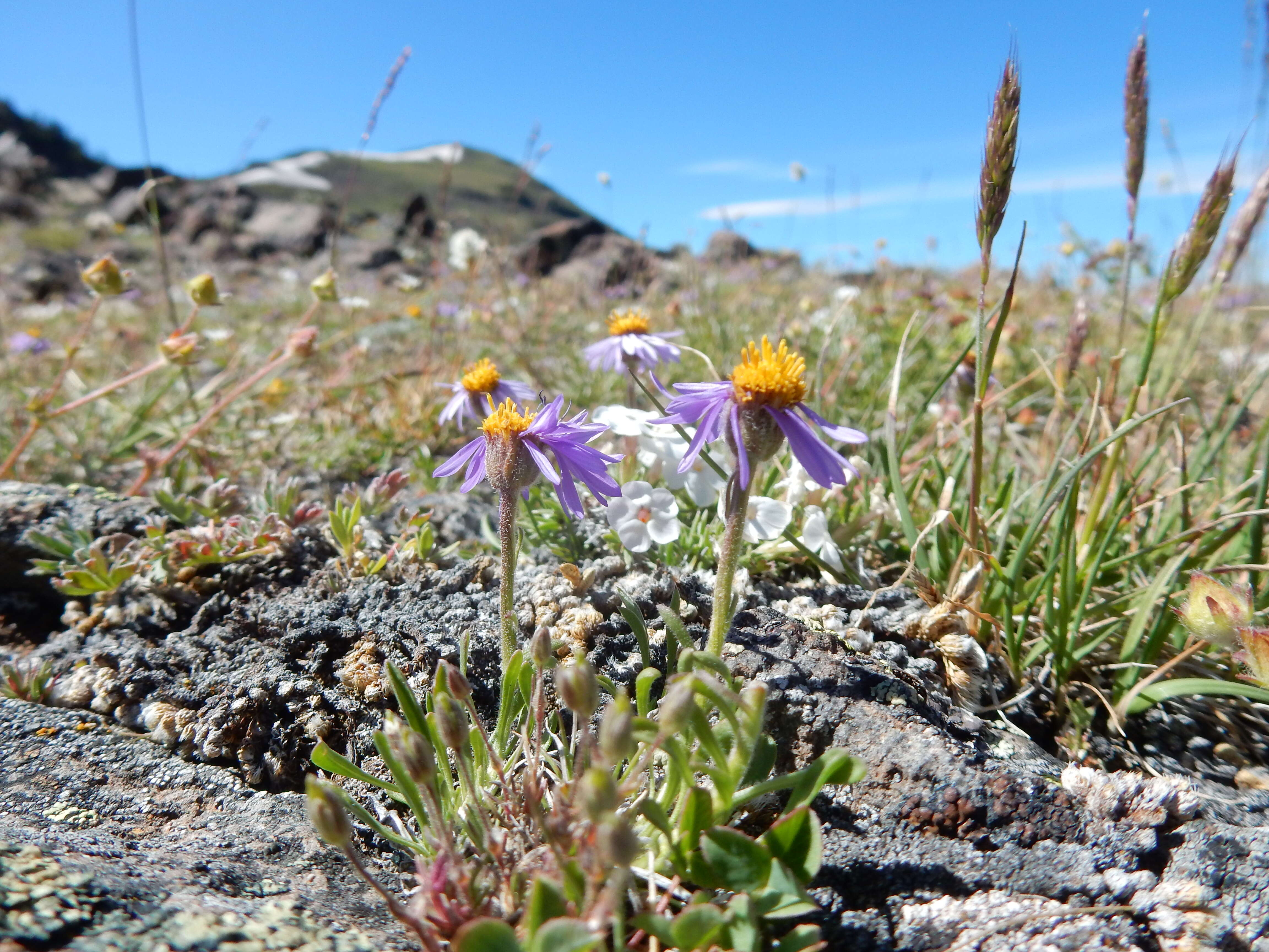 Image of buff fleabane