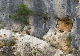 Image of Eurasian Griffon Vulture