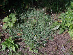 Image of Mouse-ear-hawkweed