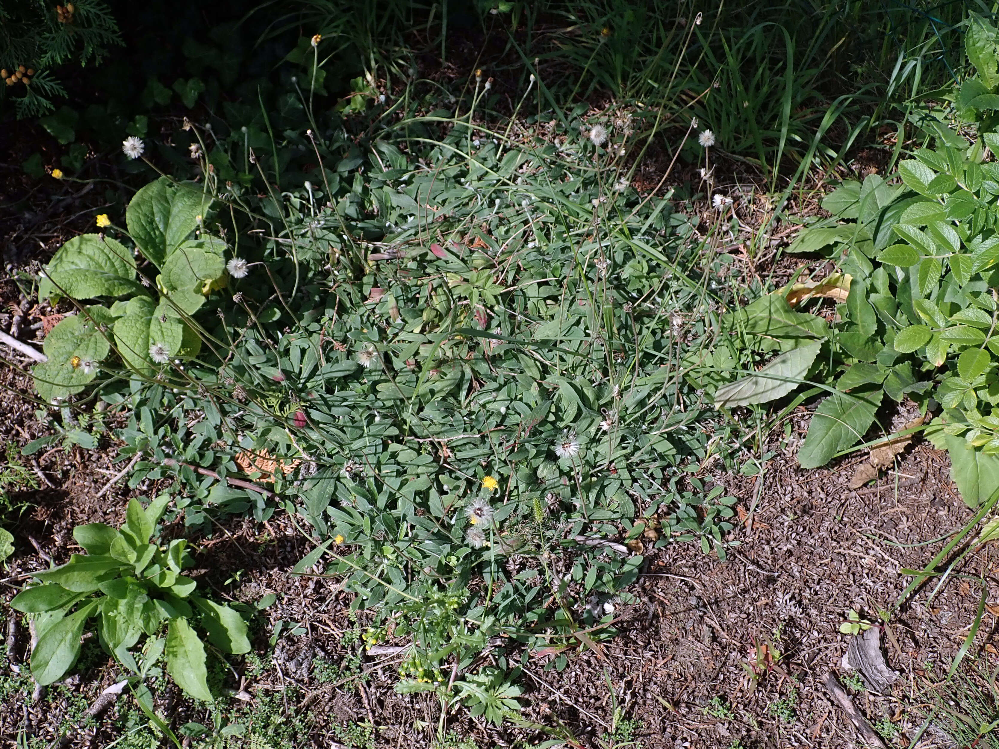 Image of Mouse-ear-hawkweed