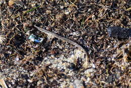 Image of Common Pipefish