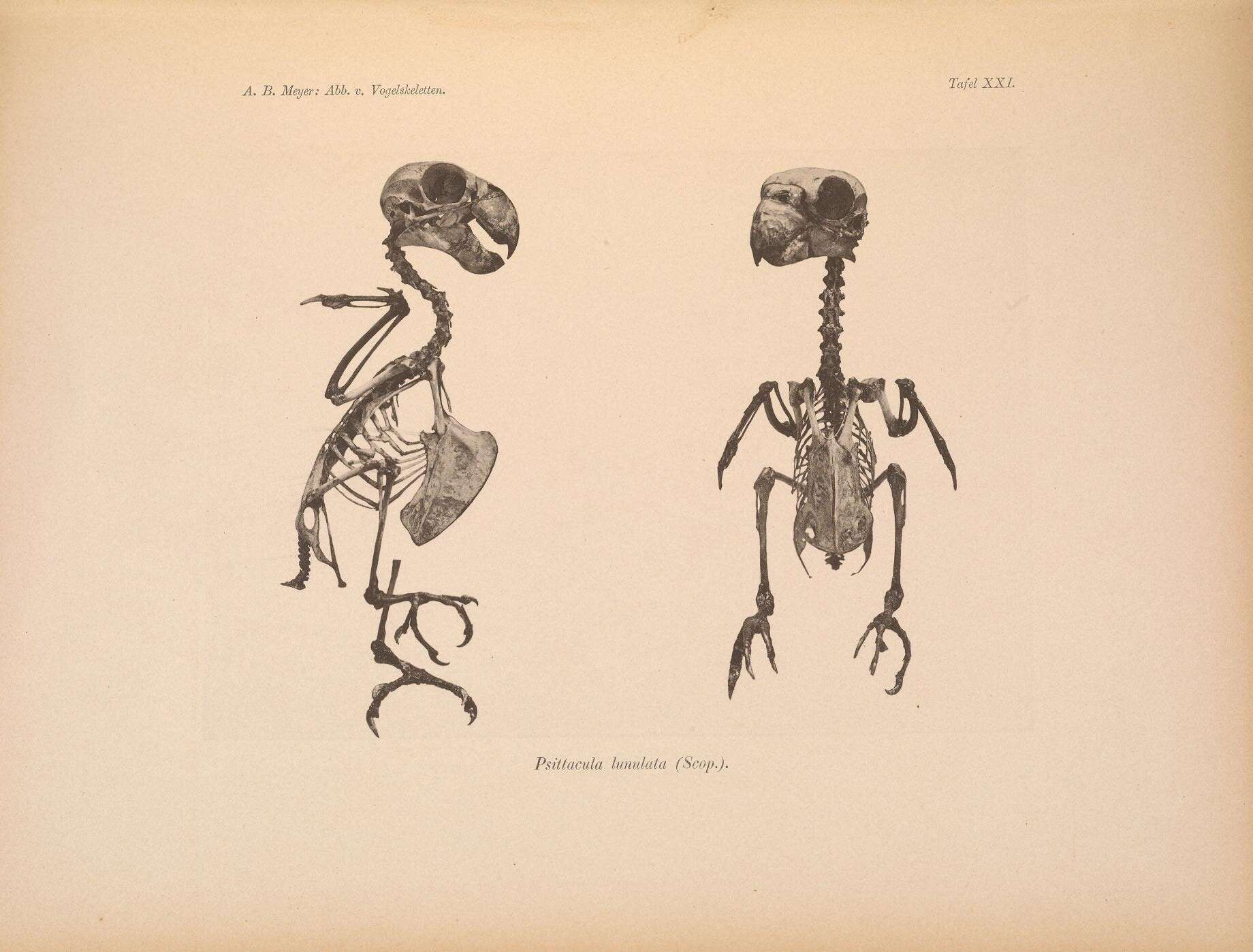 Image of Bolbopsittacus Salvadori 1891