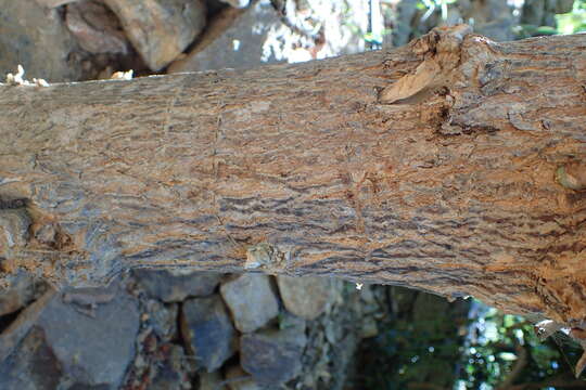 Image of tree tobacco