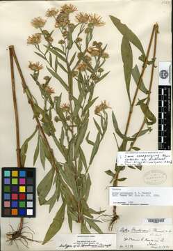 Plancia ëd Symphyotrichum hendersonii (Fern.) G. L. Nesom