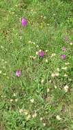 Image of Pyramidal orchid