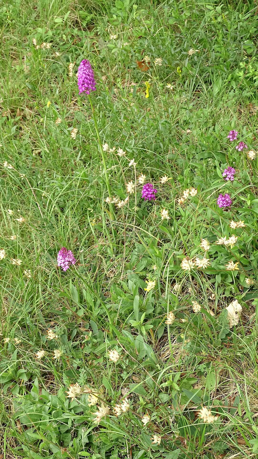 Image of Pyramidal orchid