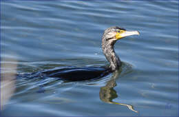 Imagem de Phalacrocorax carbo (Linnaeus 1758)