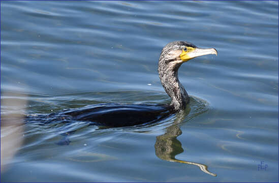 Image of Black Shag