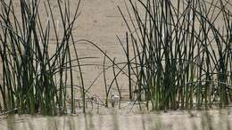 Image of Piping Plover