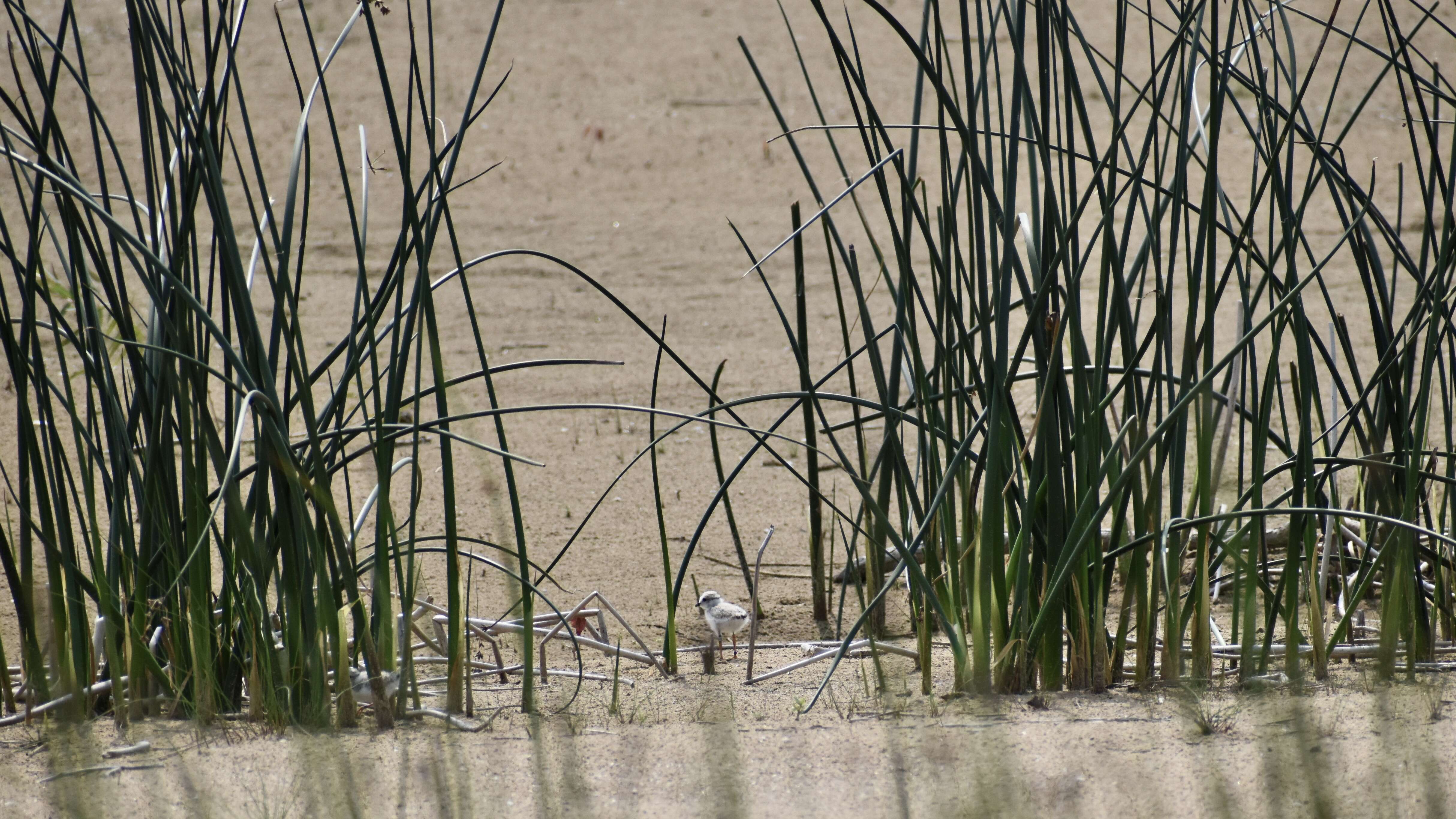 Image of Piping Plover