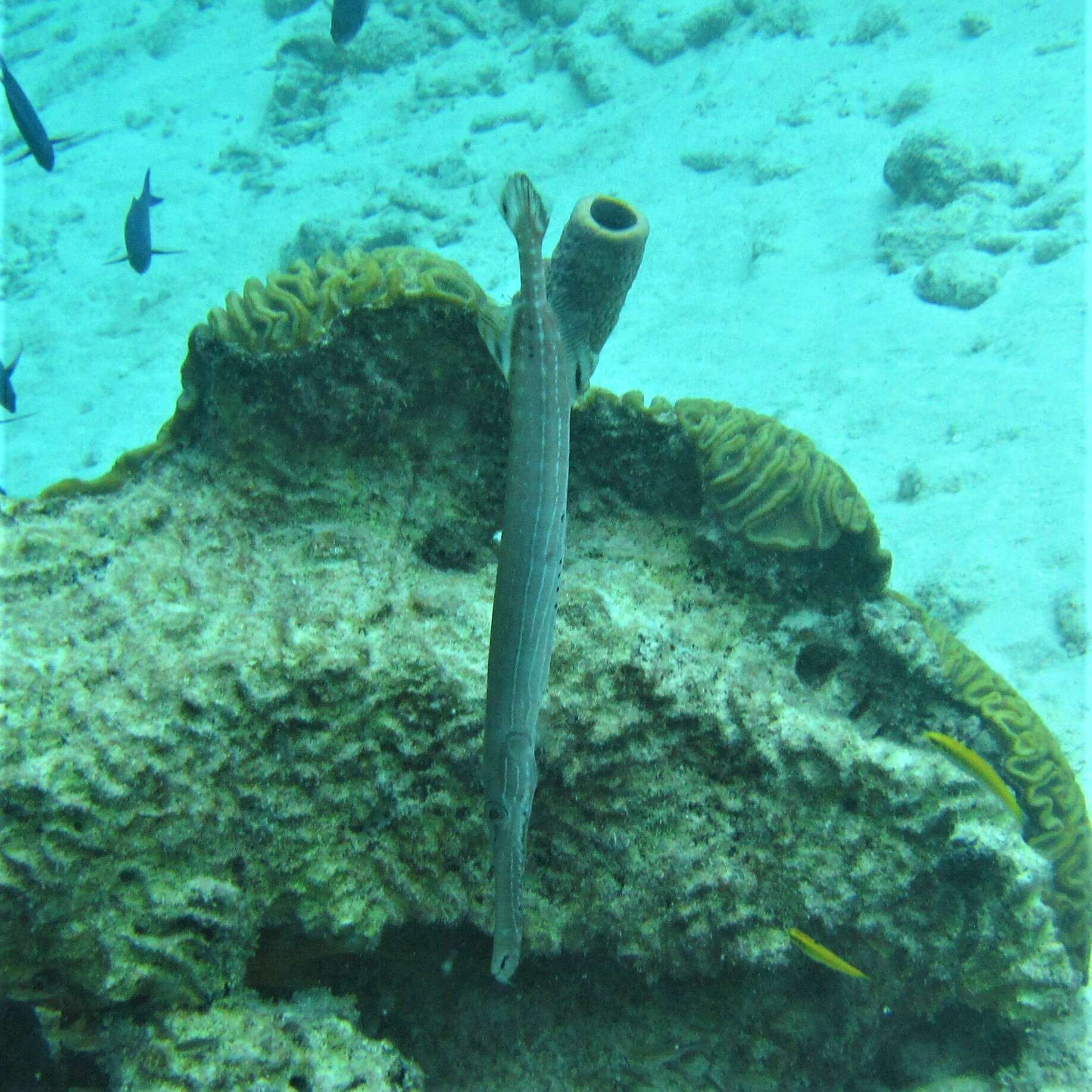 Image of trumpetfishes