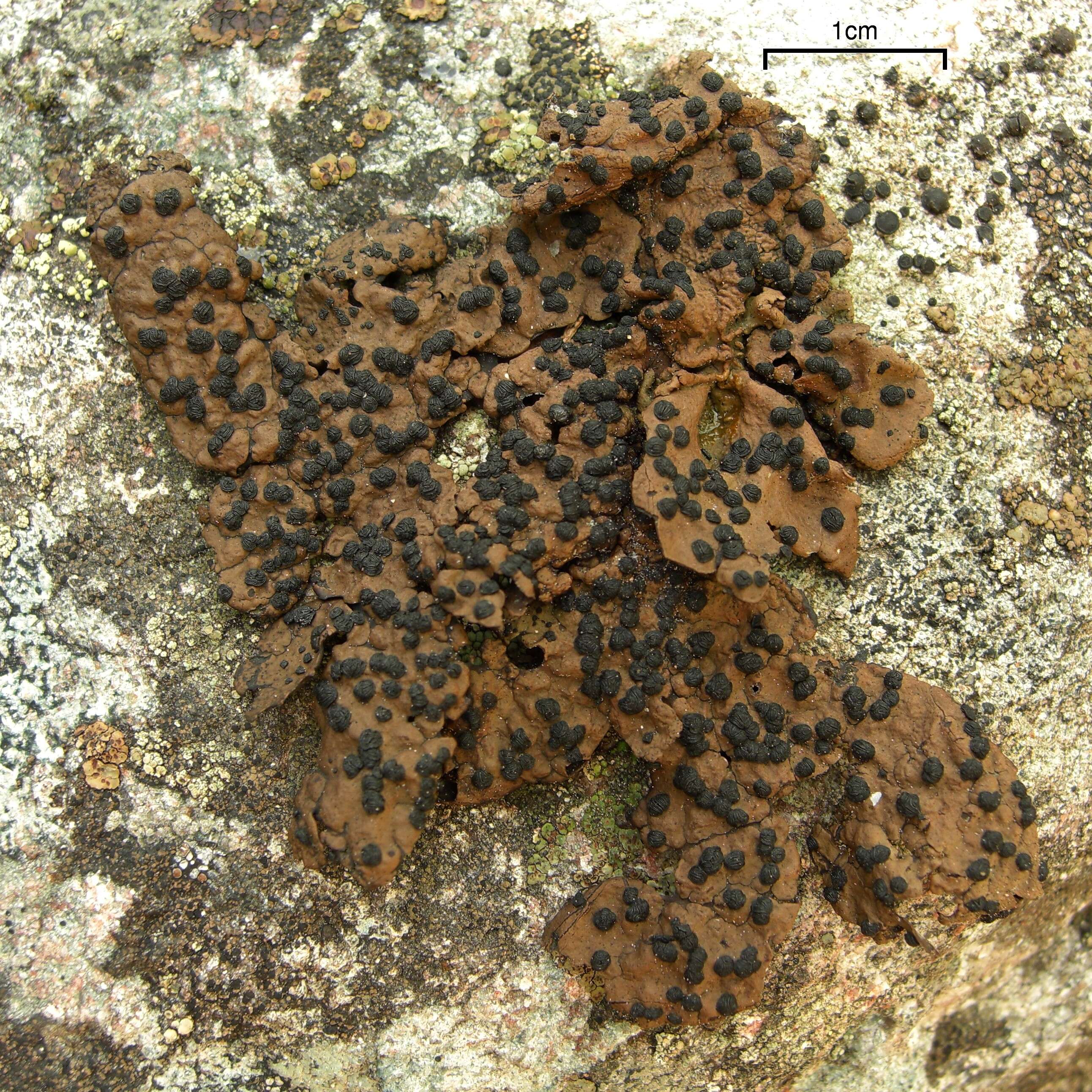 Image of Blistered rock tripe lichen