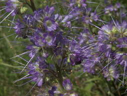 Image of silky phacelia