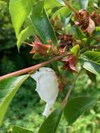 Image of Stewartia rostrata Spongberg