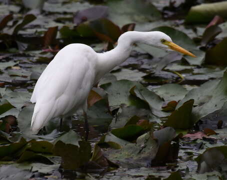 Imagem de Ardea intermedia Wagler 1829