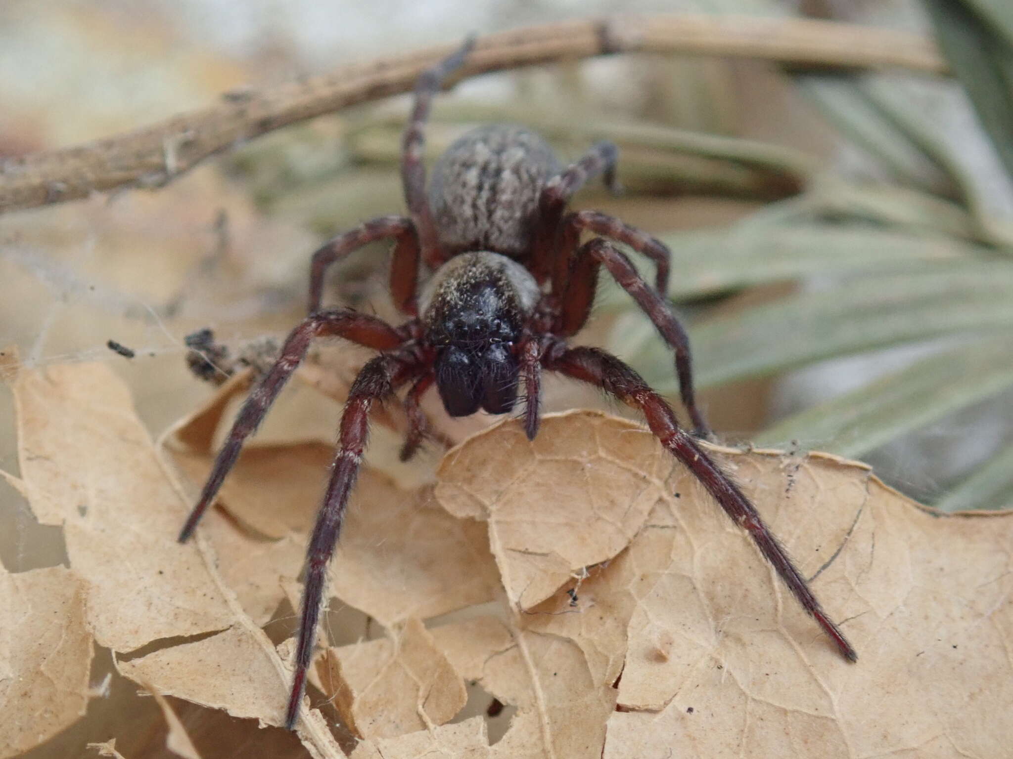 Image of Desid spider