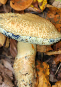 Image of Cornflower bolete