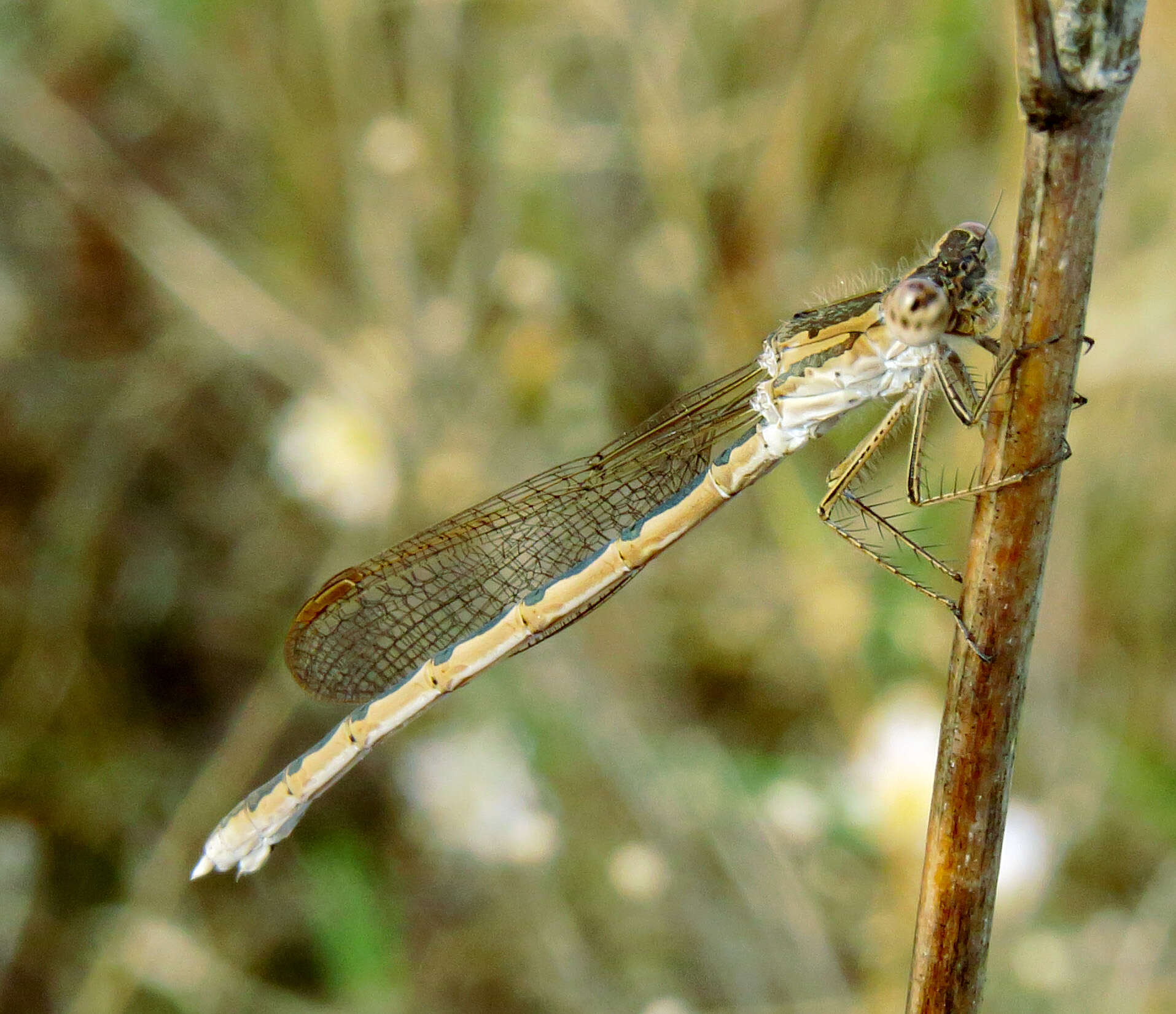 Image of Siberian Winter Damsel