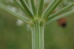 Image of little-leaf angelica