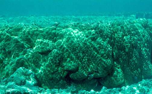 Image of Stony coral