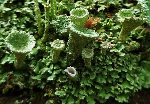 Image of cup lichen