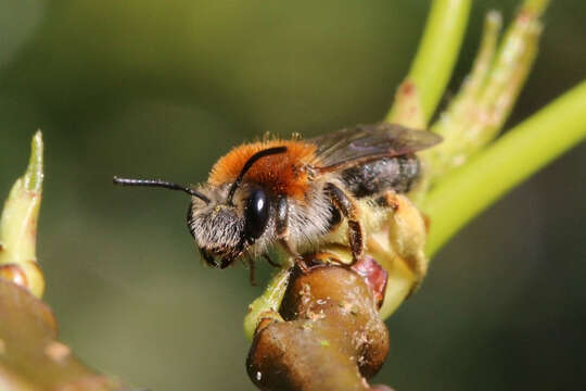 Image of early mining bee