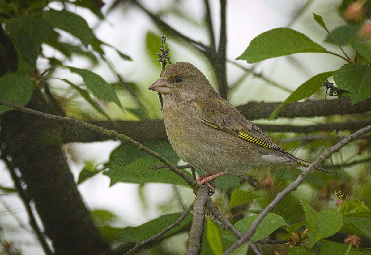 Image of Chloris Cuvier 1800