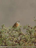 Image of European Rock Bunting