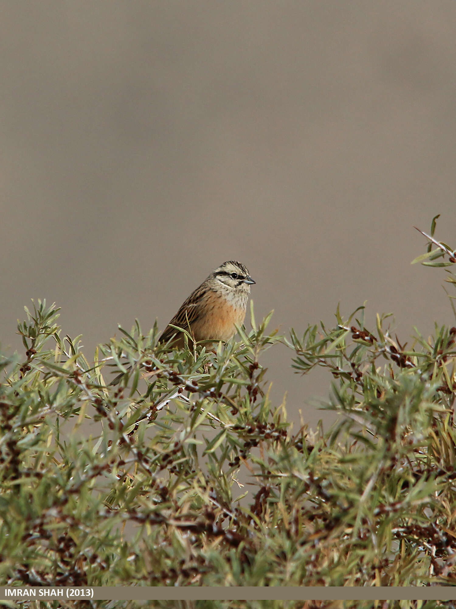 Image of European Rock Bunting