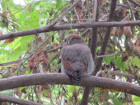 Image of Jungle Owlet