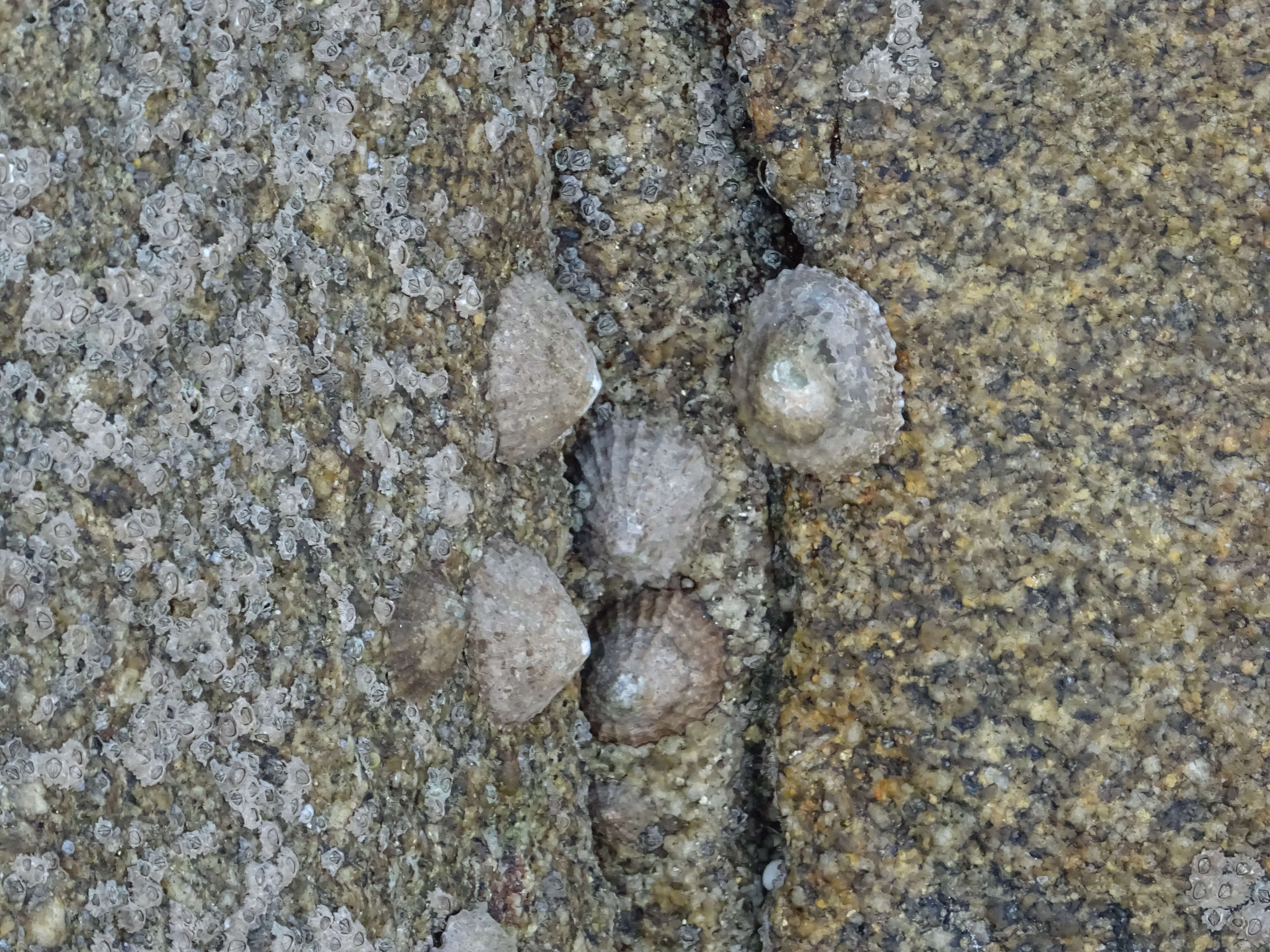 Image of Common limpet