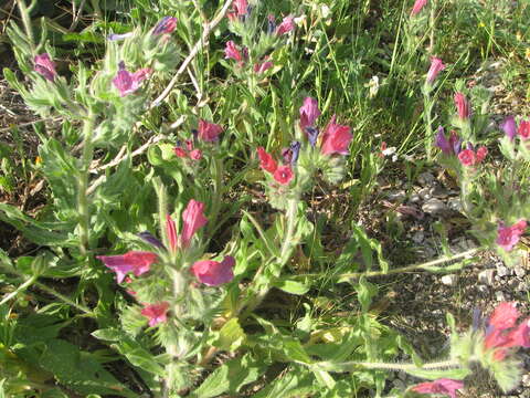 Image of Echium judaeum Lacaita