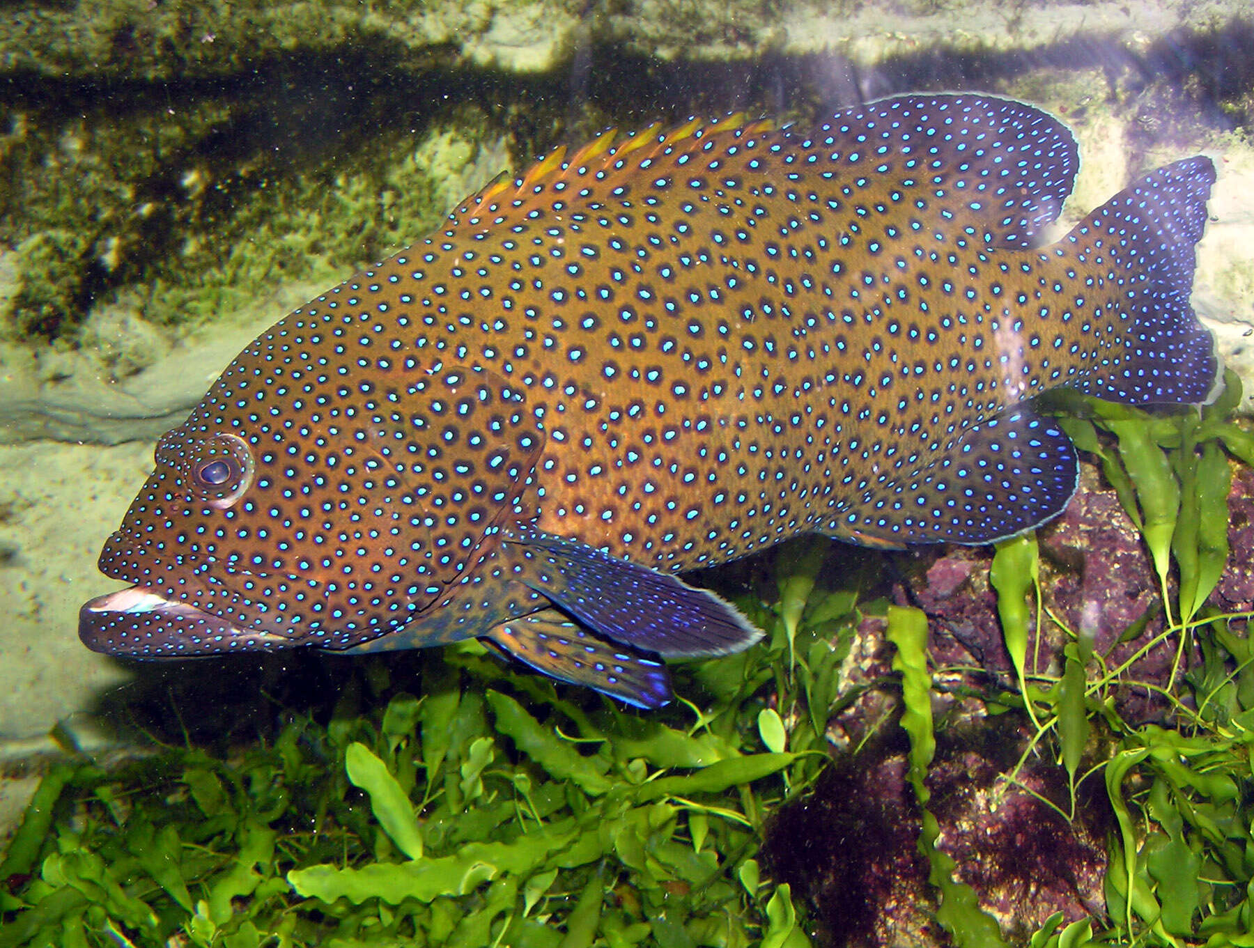 Image of Argus Grouper