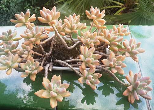 Image of Graptopetalum paraguayense (N. E. Brown) Walther