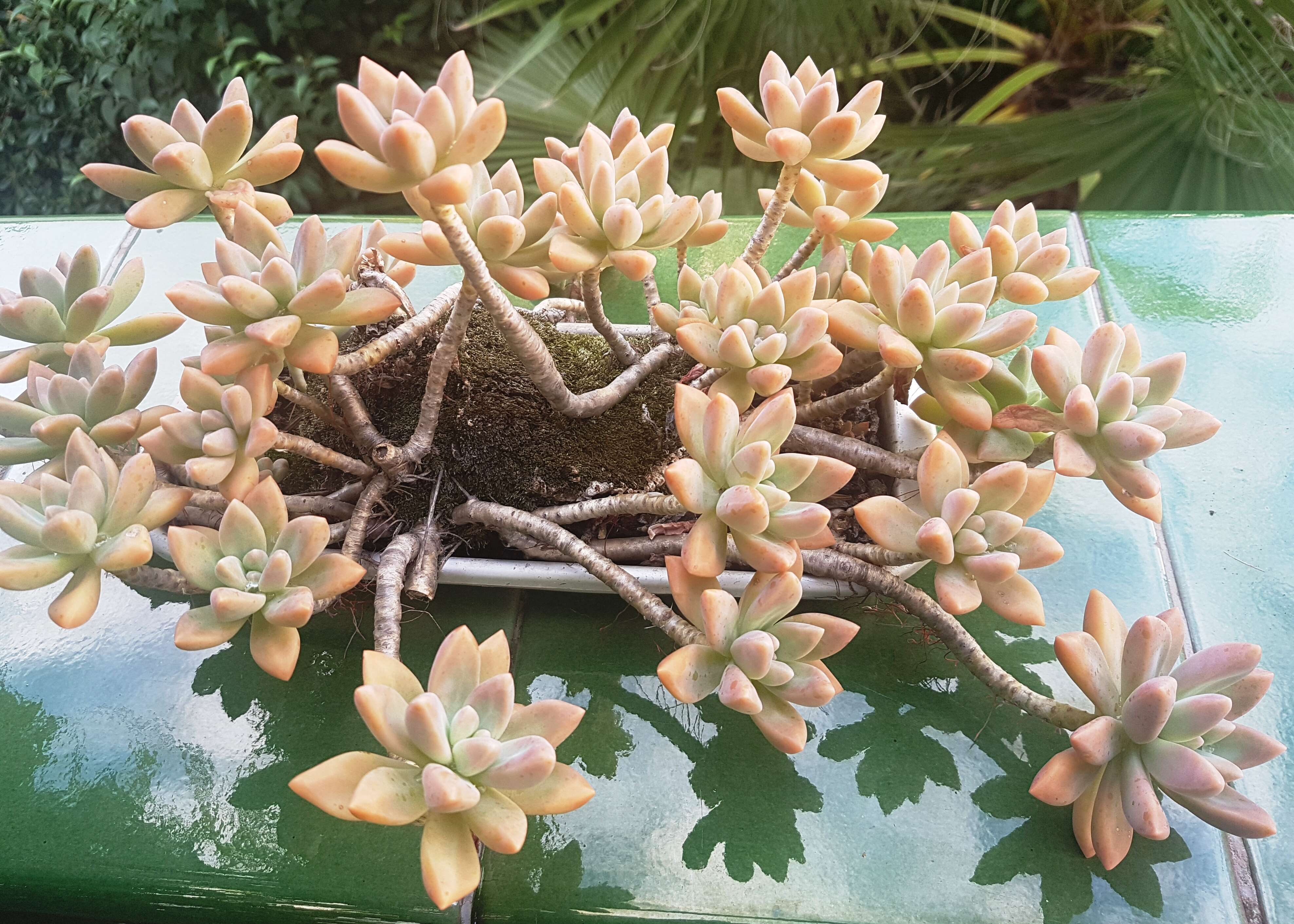 Image of Graptopetalum paraguayense (N. E. Brown) Walther