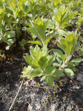 Lysimachia barystachys Bunge resmi