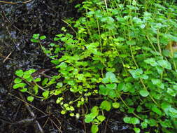 Plancia ëd Chrysosplenium oppositifolium L.